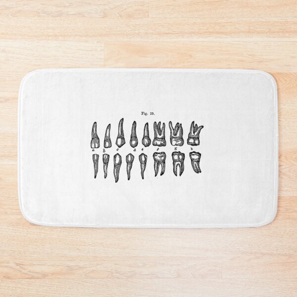 Item preview, Vintage 1850 Anatomy Of Teeth Diagram designed and sold by xtcghsyrpx48.