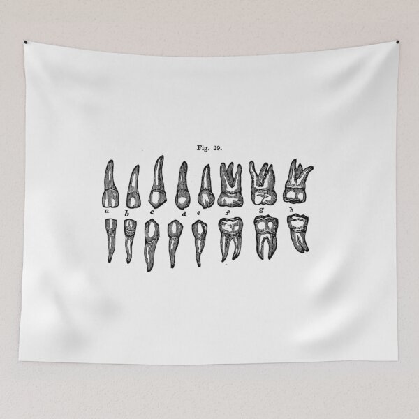 Item preview, Vintage 1850 Anatomy Of Teeth Diagram designed and sold by xtcghsyrpx48.