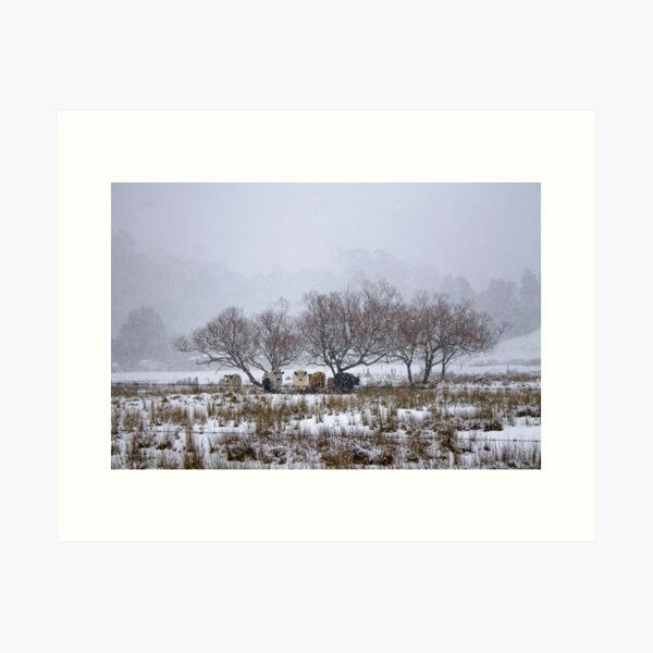 Snow Cattle Art Print