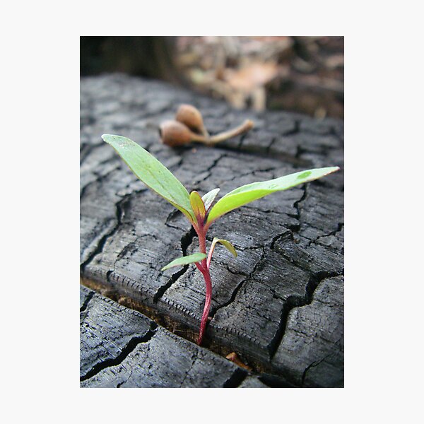Item preview, A New Forest is born designed and sold by Donovan Wilson.