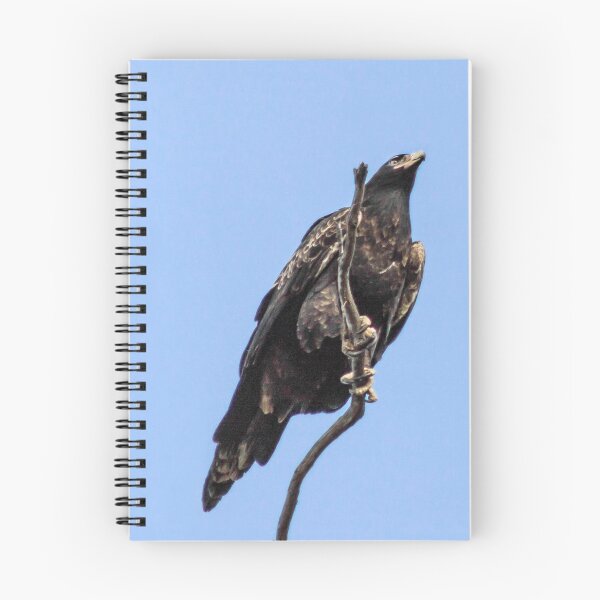 Item preview, Tasmanian Wedge Tail Eagle designed and sold by Elysian Photography.