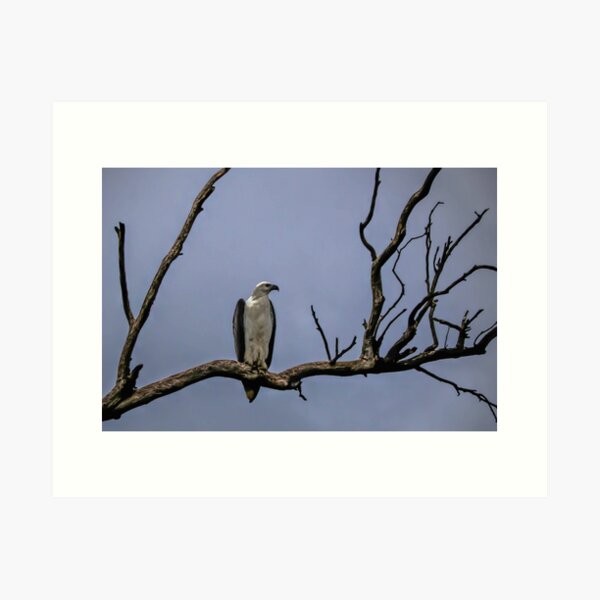 White bellied Sea Eagle Art Print