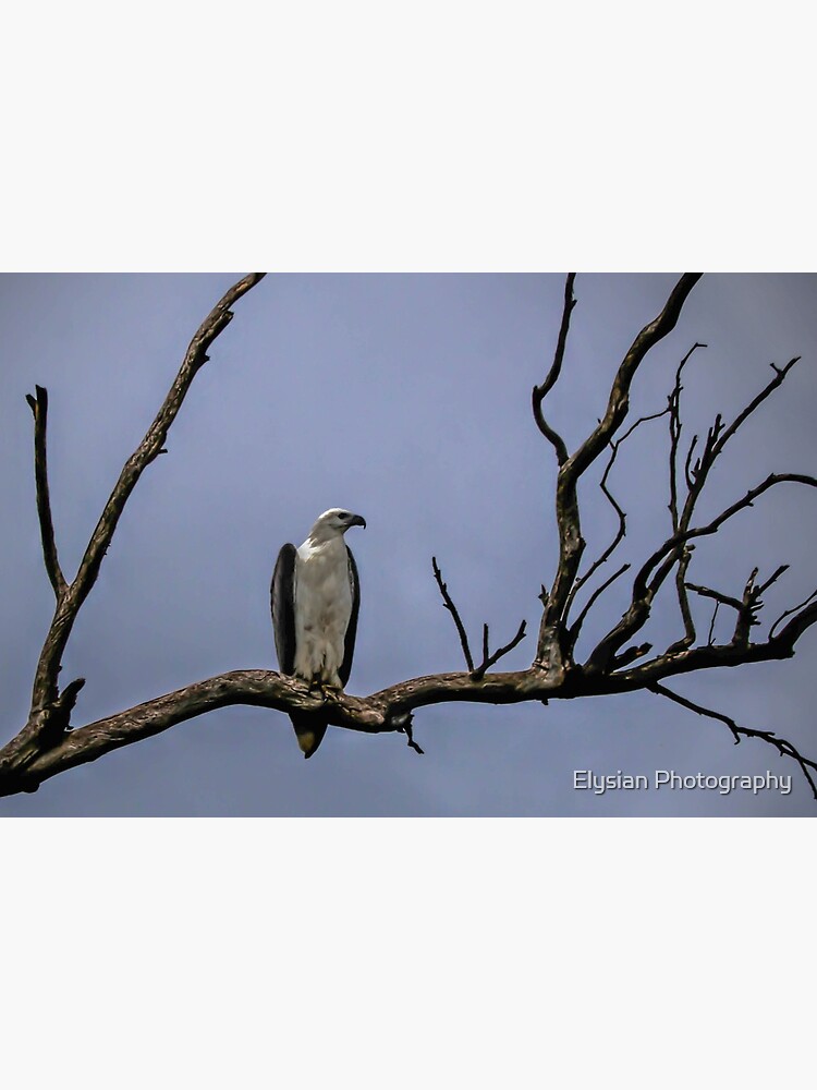"White bellied Sea Eagle" Poster for Sale by KimOgdenPhotos Redbubble