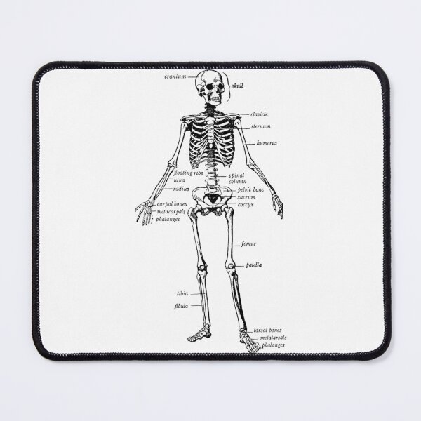 Item preview, Vintage Human Skeleton Osteology Chart designed and sold by ikgrnzmpb88.