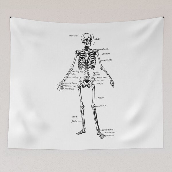 Item preview, Vintage Human Skeleton Osteology Chart designed and sold by ikgrnzmpb88.