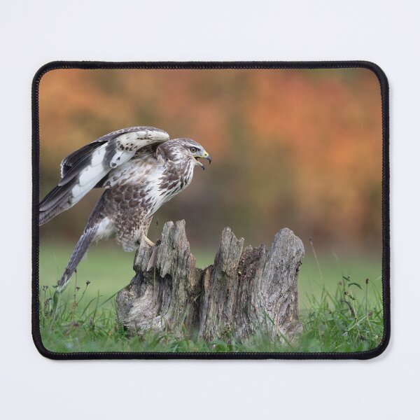 Item preview, Common buzzard on a tree stump in autumn designed and sold by NaturfotoEdel.