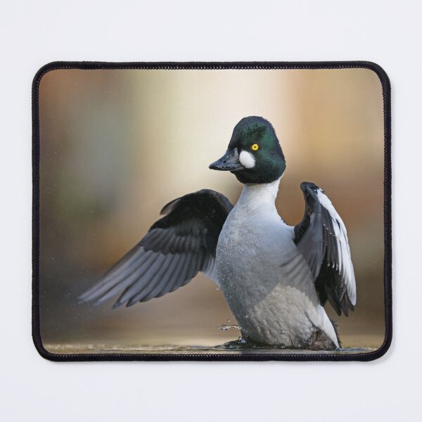 Item preview, The conductor: Common goldeneye flapping its wings designed and sold by NaturfotoEdel.