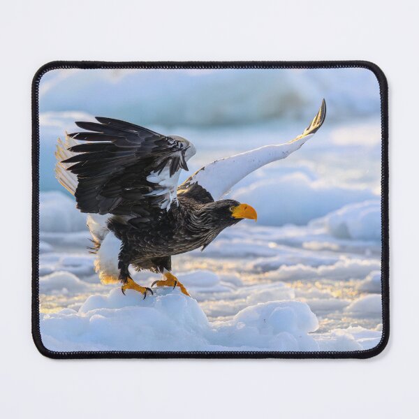 Item preview, Steller's sea eagle: The largest eagle in the world designed and sold by NaturfotoEdel.