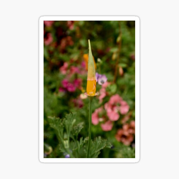 Emerging Poppy Sticker