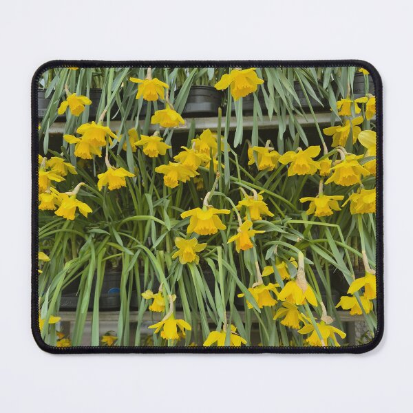 Item preview, Daffodils  designed and sold by rulthulda.