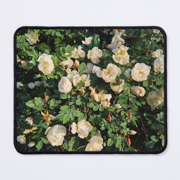 Item preview, White roses designed and sold by rulthulda.