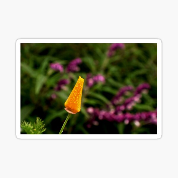Dewy Poppy Bud Sticker