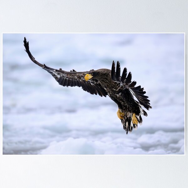 Item preview, Young Steller's sea eagle approaching: The largest eagle in the world designed and sold by NaturfotoEdel.