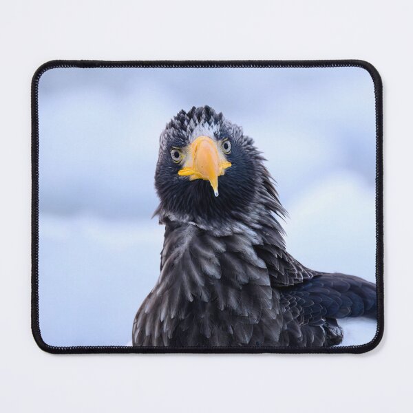 Item preview, Steller's sea eagle in portrait: The largest eagle in the world designed and sold by NaturfotoEdel.
