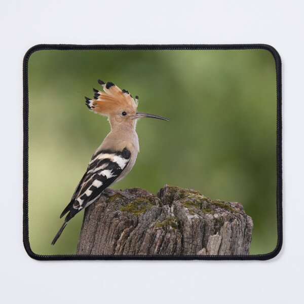 Item preview, A hoopoe on a tree stump designed and sold by NaturfotoEdel.