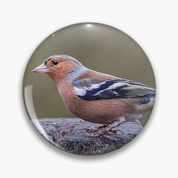 Item preview, Chaffinch Perched on a Tree Stump designed and sold by Martin Stokes Photography.