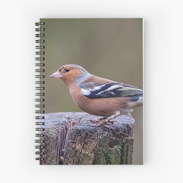 Item preview, Chaffinch Perched on a Tree Stump designed and sold by Martin Stokes Photography.