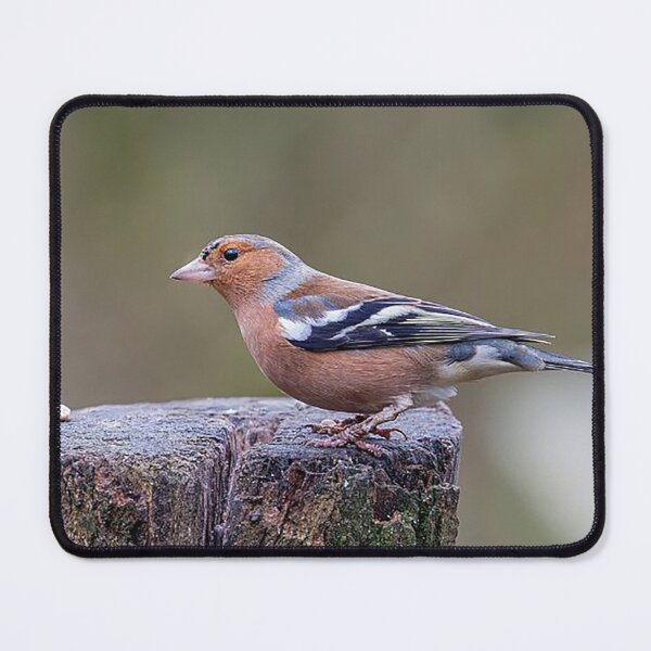 Item preview, Chaffinch Perched on a Tree Stump designed and sold by Martin Stokes Photography.