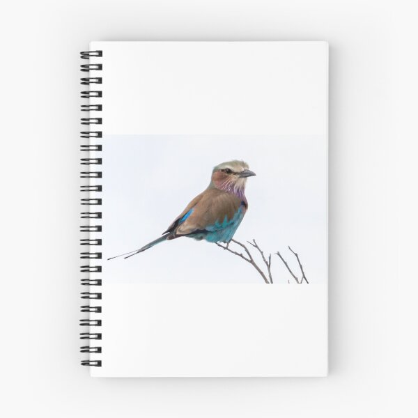 Item preview, Lilac-breasted roller bird. designed and sold by Anne Scantlebury.