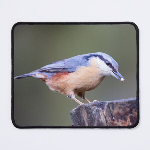 Item preview, Nuthatch Feeding on a Tree Stump designed and sold by Martin Stokes Photography.