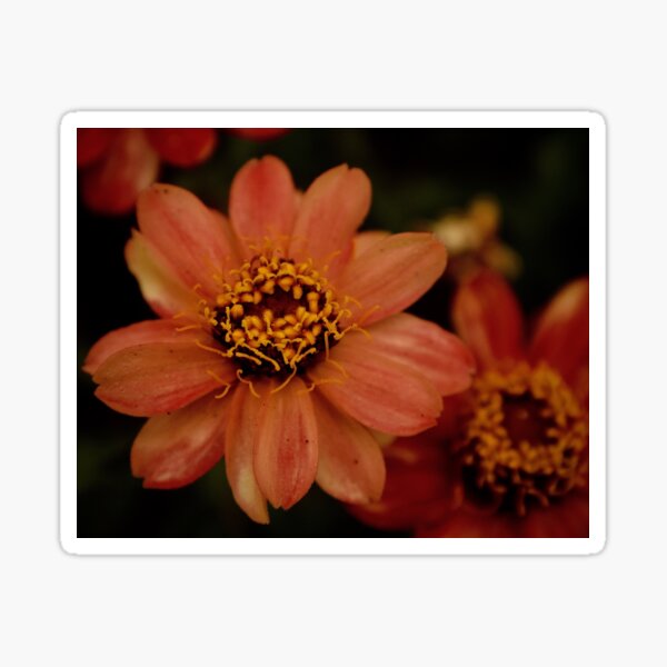 Faded Zinnia Sticker