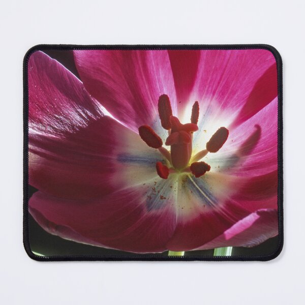 Item preview, Darwinian Tulip in Full Bloom with Reproductive Structures designed and sold by AMacGPhilly.
