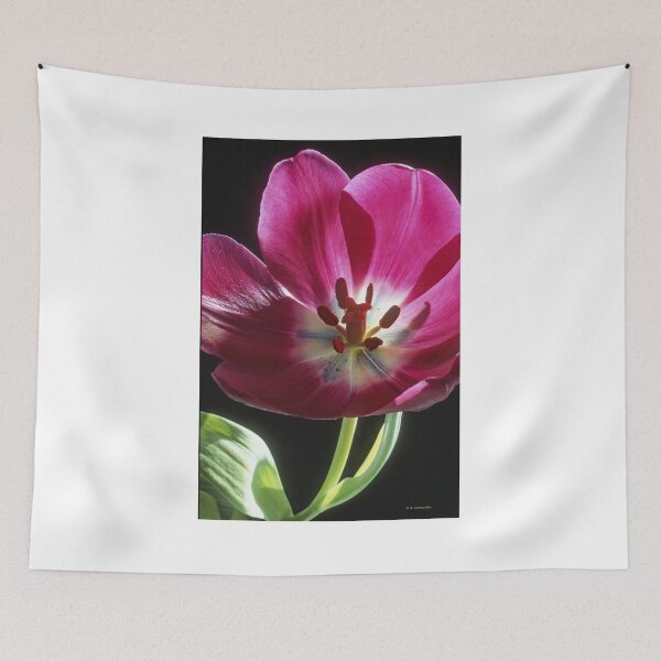 Item preview, Darwinian Tulip in Full Bloom with Reproductive Structures designed and sold by AMacGPhilly.