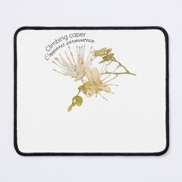 Item preview, Climbing caper designed and sold by Our Native Plants .
