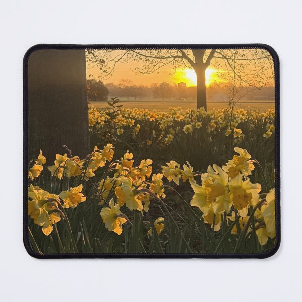 Item preview, Golden Dafodils in a Spring Sunrise, London. designed and sold by The Running London Photographer.