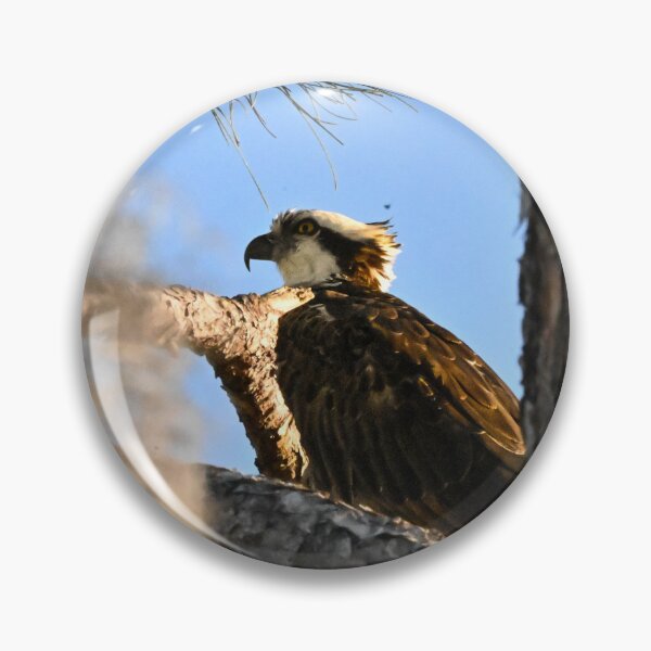 Item preview, Osprey  designed and sold by Glennphotos.