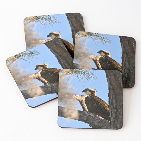 Item preview, Osprey  designed and sold by Glennphotos.