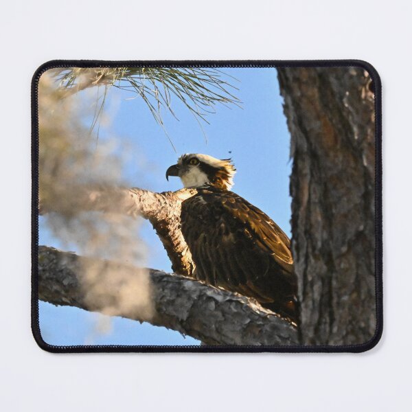 Item preview, Osprey  designed and sold by Glennphotos.