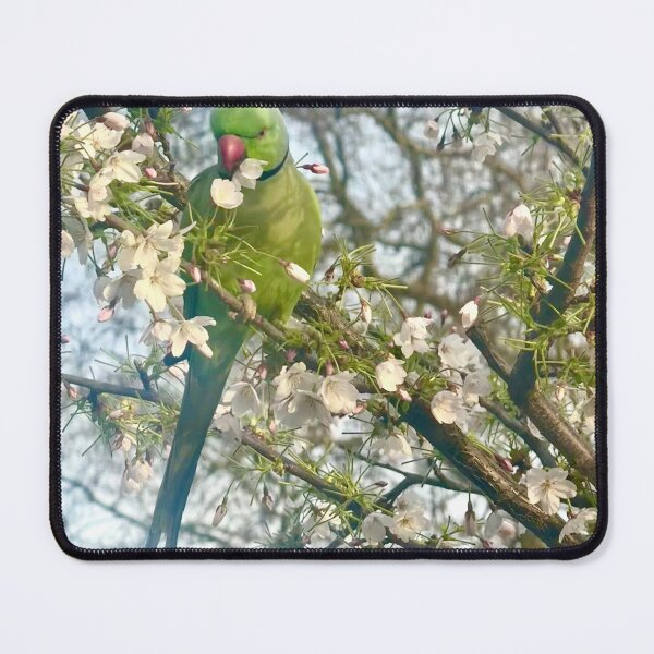 Item preview, London Parakeet in Spring Blossom, 2026 designed and sold by The Running London Photographer.
