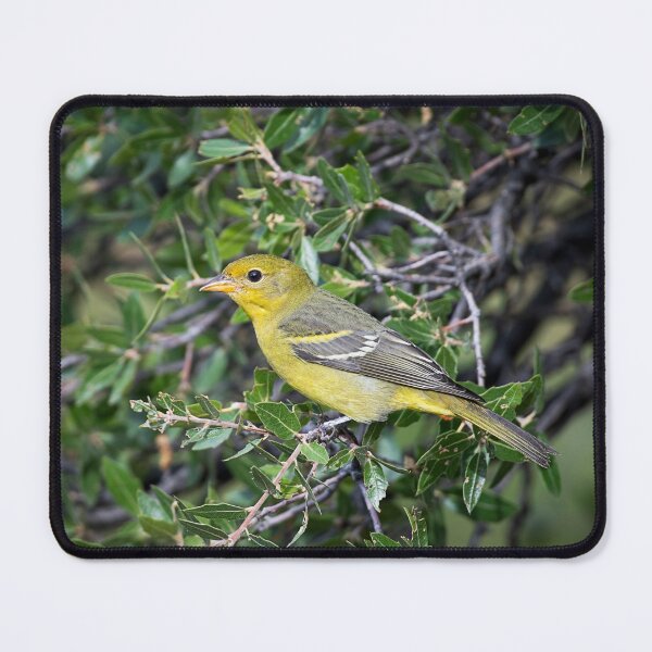 Item preview, Golden Perch designed and sold by WrightDesignsUS.