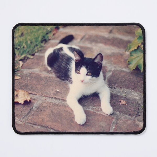 Item preview, Our Cat Tachin designed and sold by franciscopabloh.