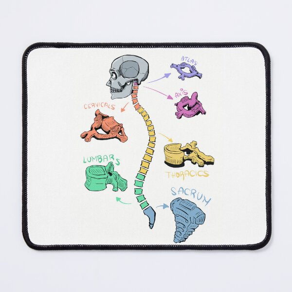 Item preview, Spine Anatomy Poster – Colorful Vertebrae Illustration – Cervical Thoracic Lumbar Diagram – Medical Art Print designed and sold by AnatomyJoan.