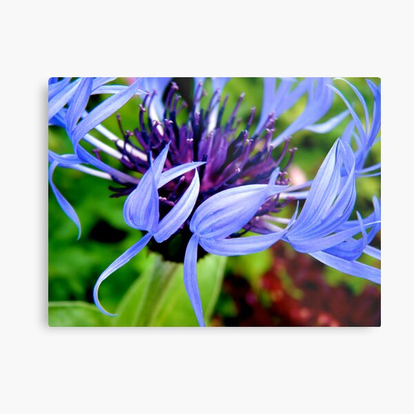 Dancing Petals Metal Print