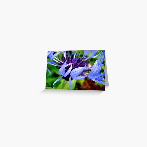 Dancing Petals Greeting Card