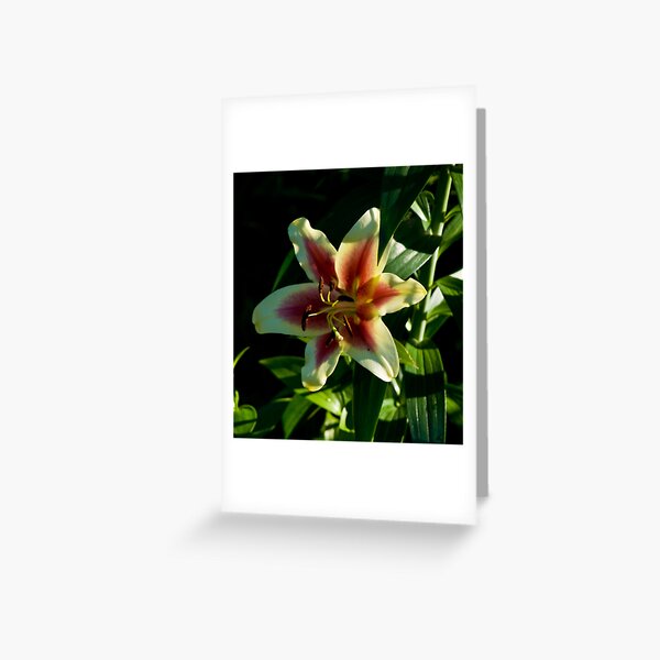 Light & Bueaty Greeting Card