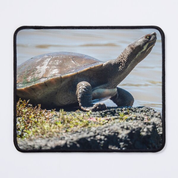 Item preview, Turtle Standing Alert designed and sold by D-GaP.