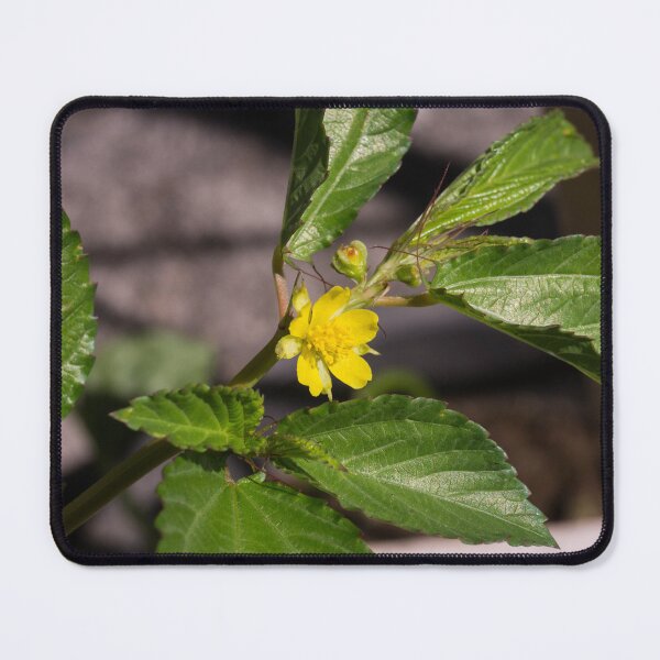 Item preview, Egyptian spinach designed and sold by ROSE ANN BANILAR.