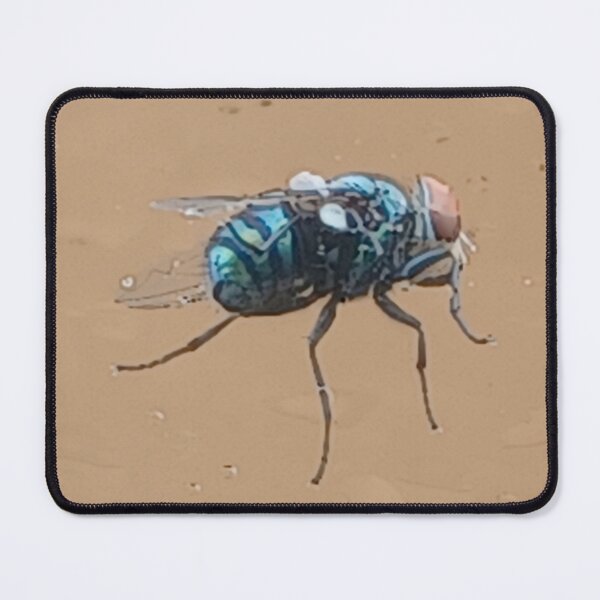 Item preview, Fly on the Glass Photo designed and sold by chucktownjax.