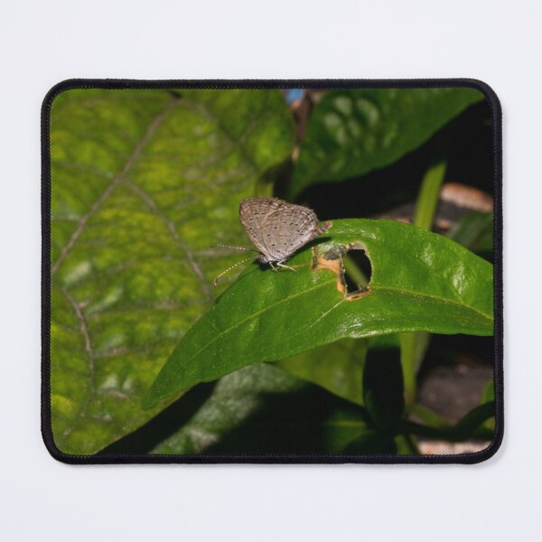 Item preview, grass blue butterfly_02 designed and sold by ROSE ANN BANILAR.