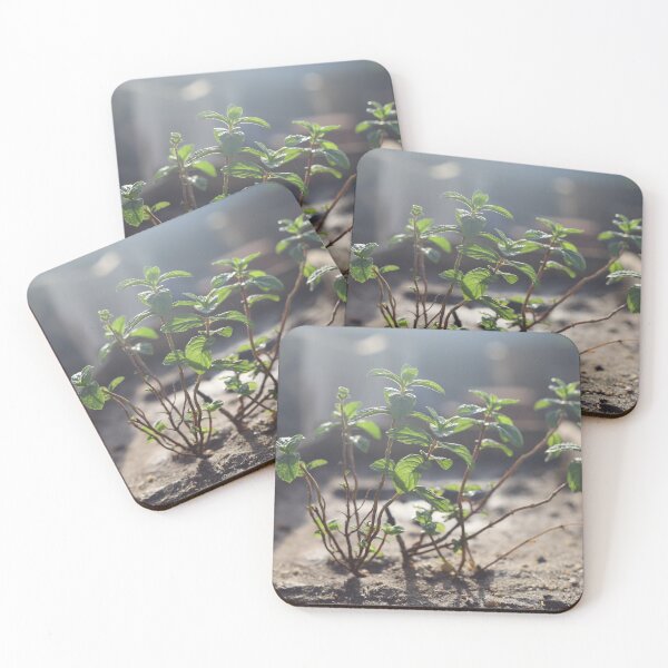 Item preview, Mint reflects the colors of the sun designed and sold by nagyphotography.