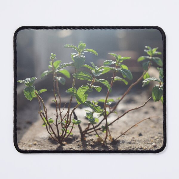 Item preview, Mint reflects the colors of the sun designed and sold by nagyphotography.