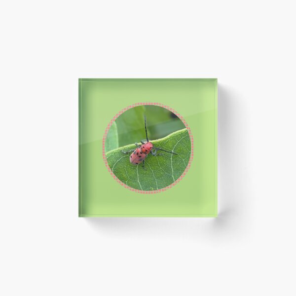 Item preview, Red Milkweed Beetle Photo designed and sold by CJ-Nature-Art.
