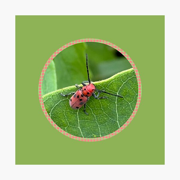 Item preview, Red Milkweed Beetle Photo designed and sold by CJ-Nature-Art.