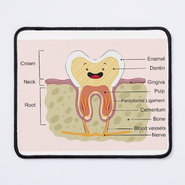 Item preview, Kawaii tooth anatomy designed and sold by sankura.