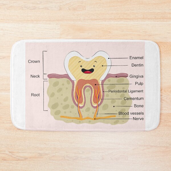 Item preview,  Kawaii tooth anatomy designed and sold by sankura.