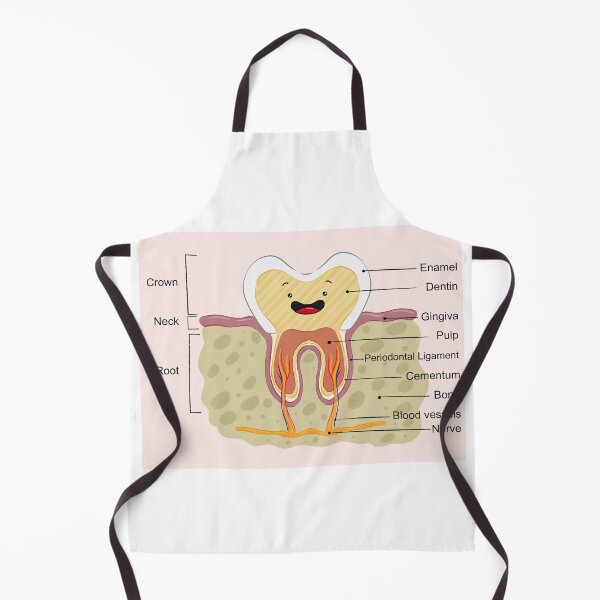 Item preview, Kawaii tooth anatomy designed and sold by sankura.